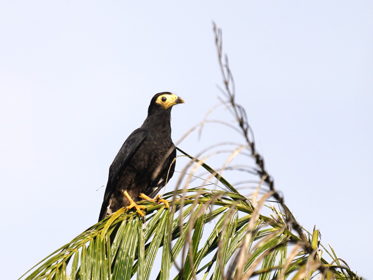 Siyah Karakara - ML645729796