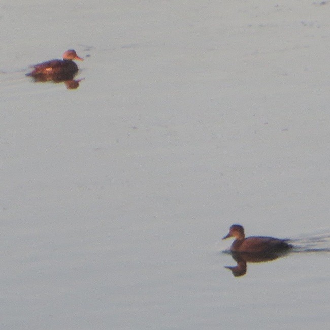 Gadwall - ML645729798