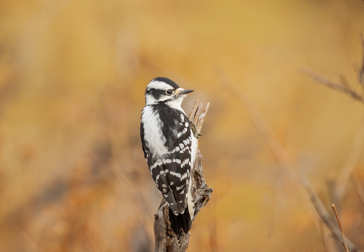 Downy Woodpecker - ML645729801