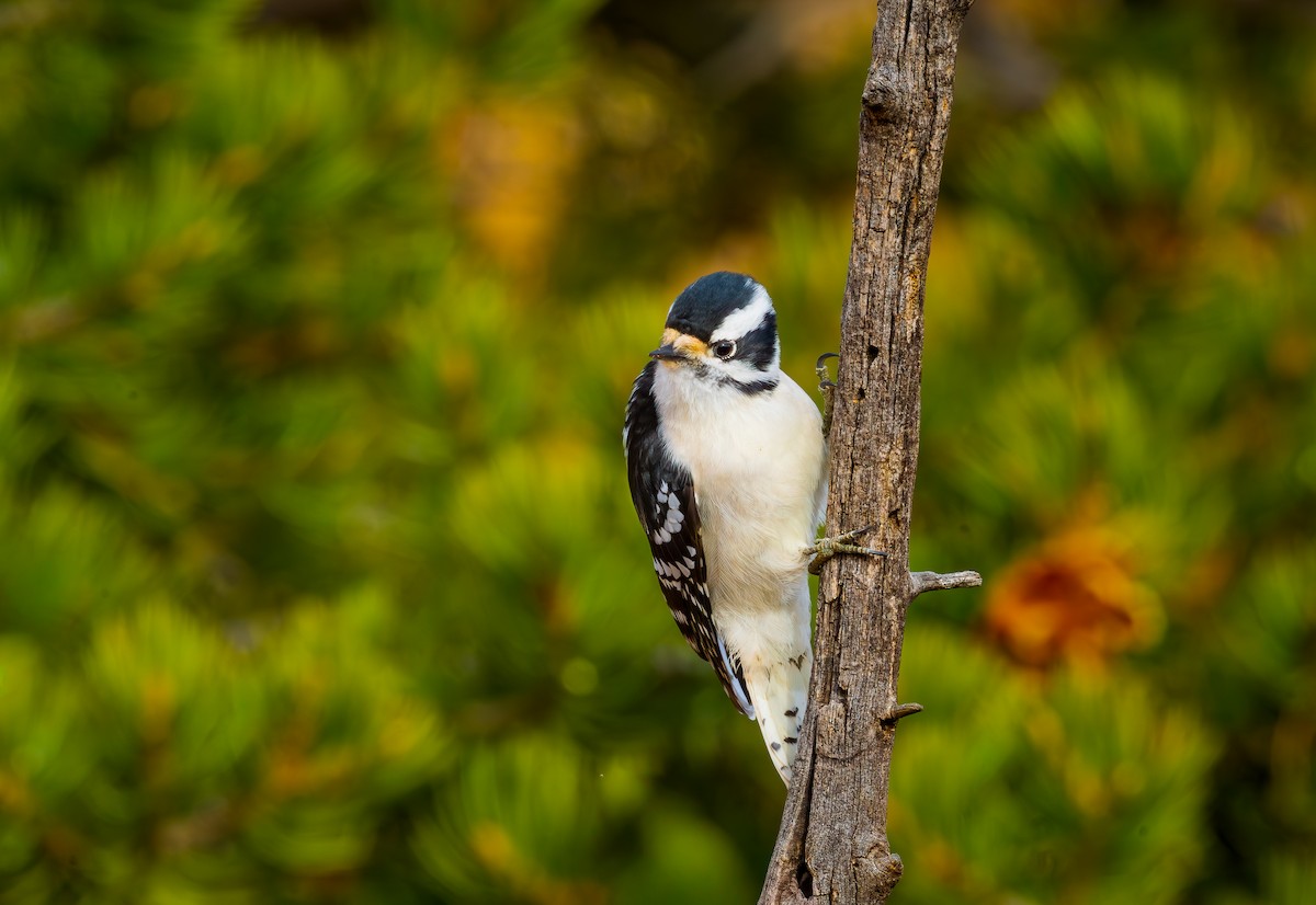 Downy Woodpecker - ML645729802