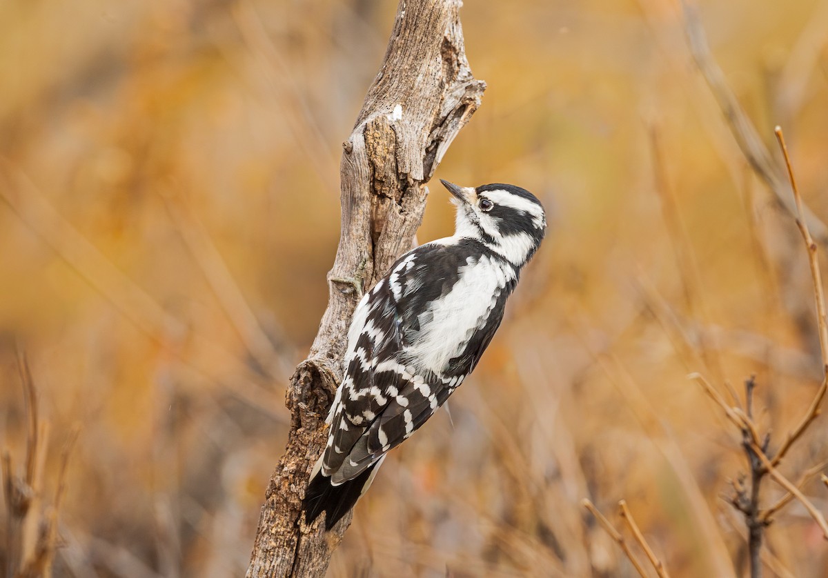 Downy Woodpecker - ML645729803