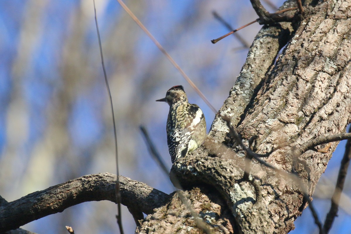 Yellow-bellied Sapsucker - ML645729809