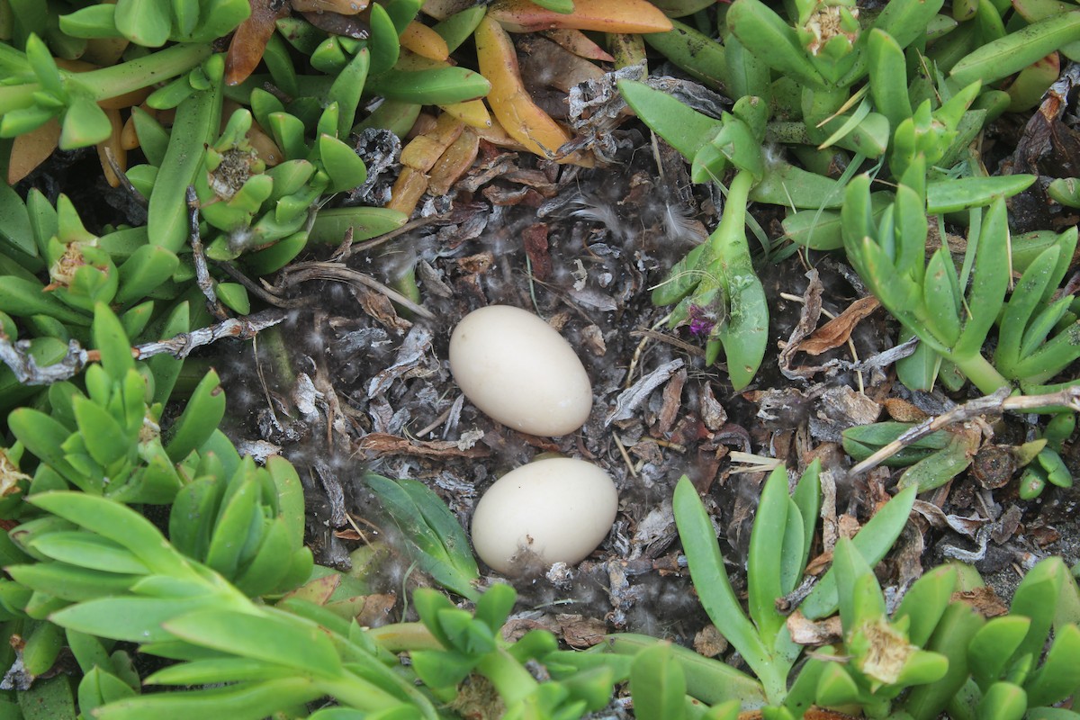 Yellow-billed Pintail - ML645729811