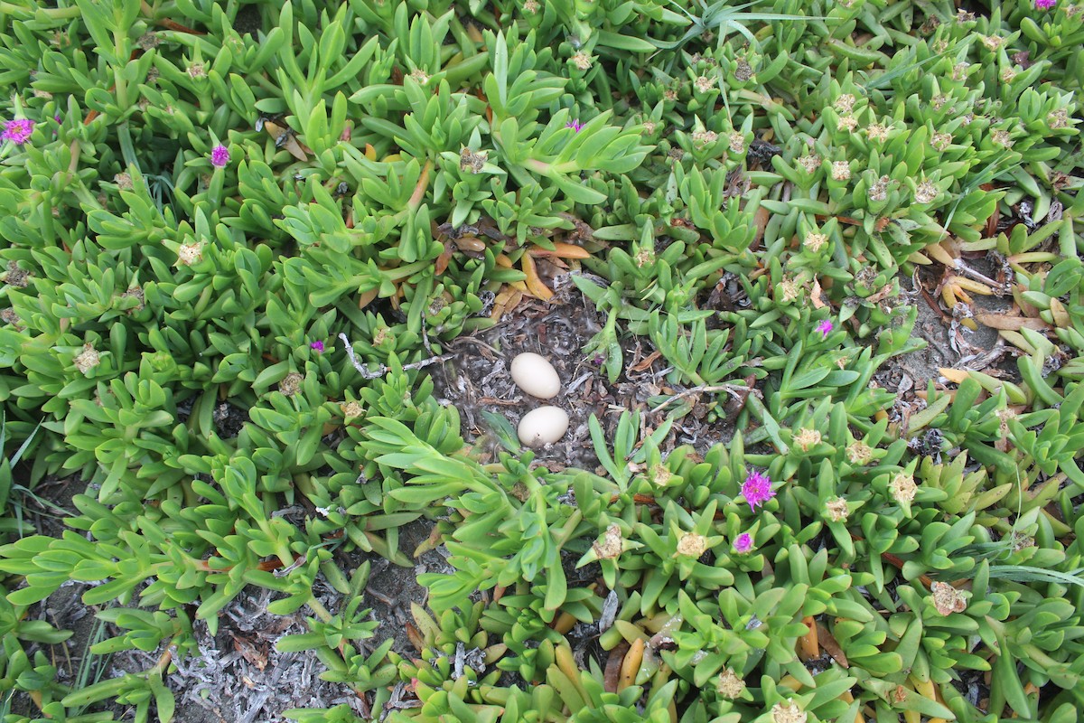 Yellow-billed Pintail - ML645729812
