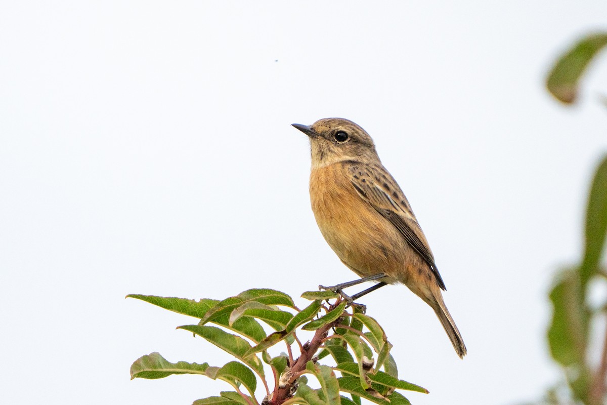 Трав'янка чорноголова - ML645729824