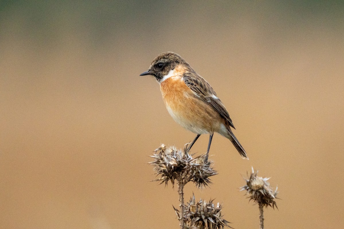 Трав'янка чорноголова - ML645729825