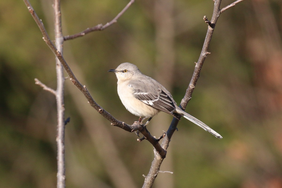 Northern Mockingbird - ML645729826