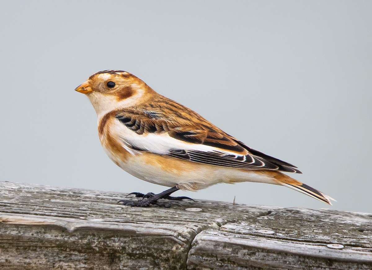 Snow Bunting - ML645729829