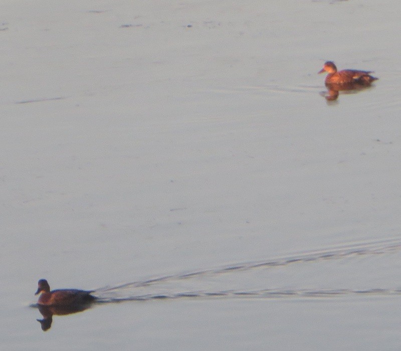 Gadwall - ML645729833