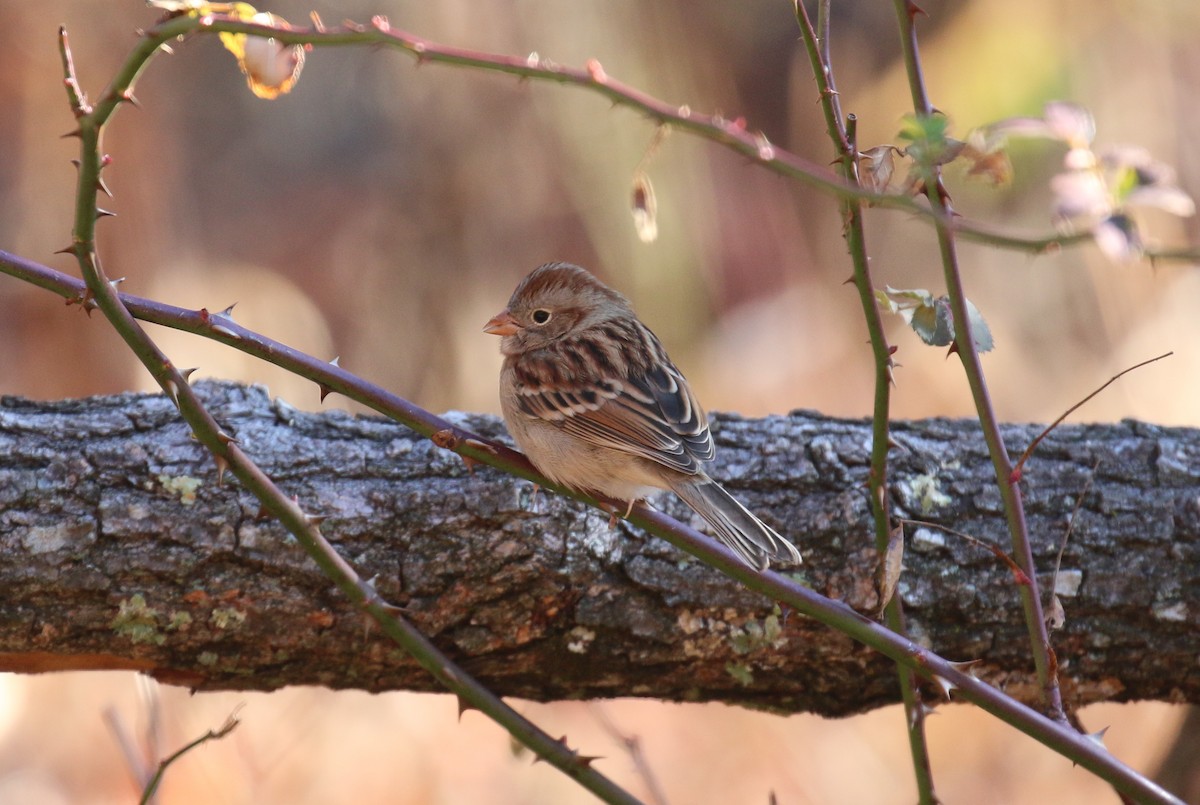 Field Sparrow - ML645729846