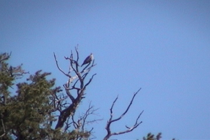 hrdlička bělavokřídlá - ML645729851