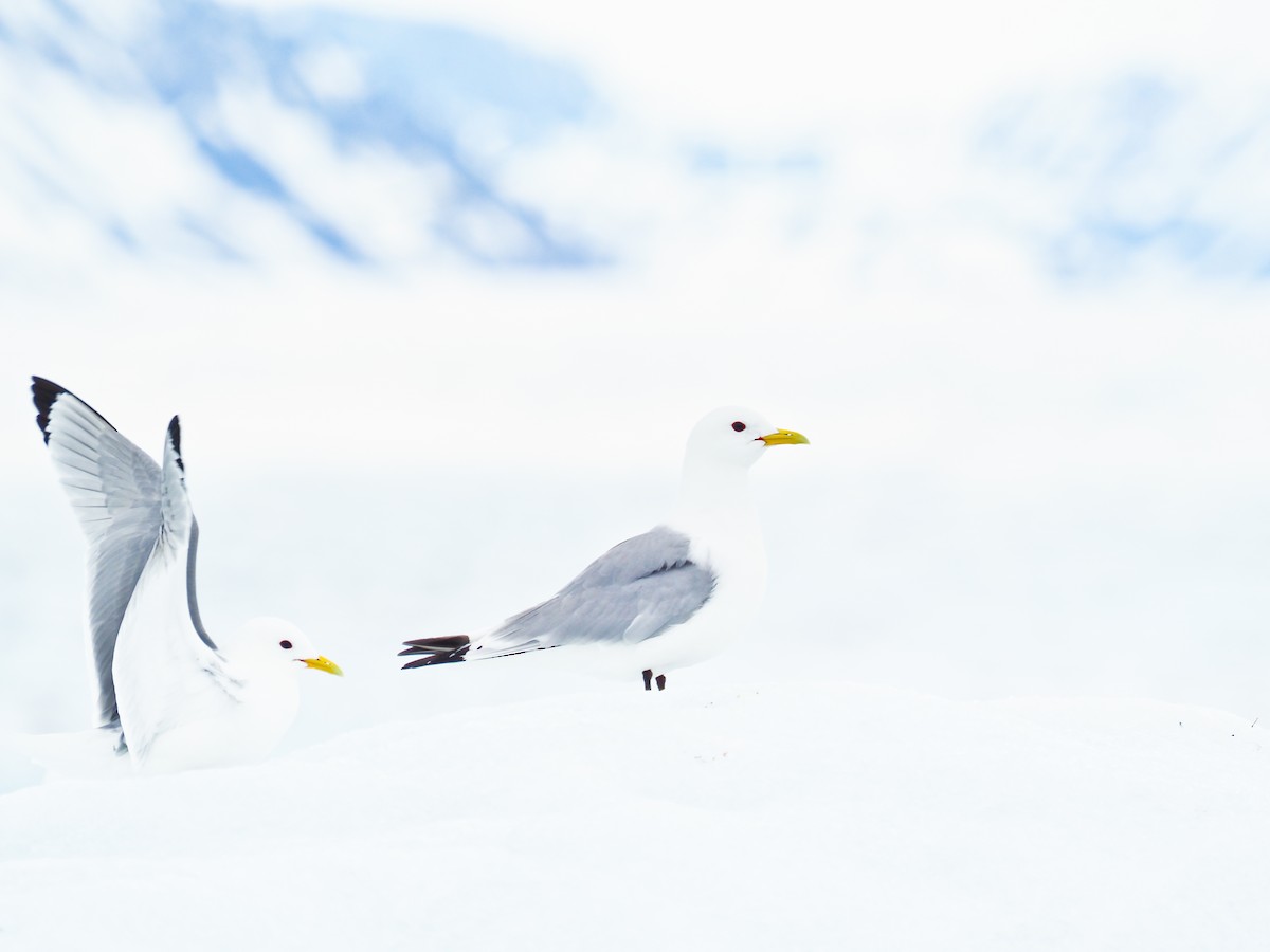 krykkje - ML645729866