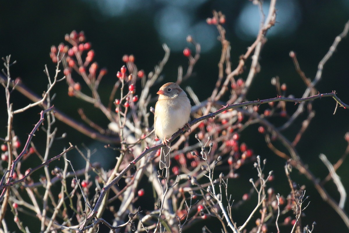 Field Sparrow - ML645729867