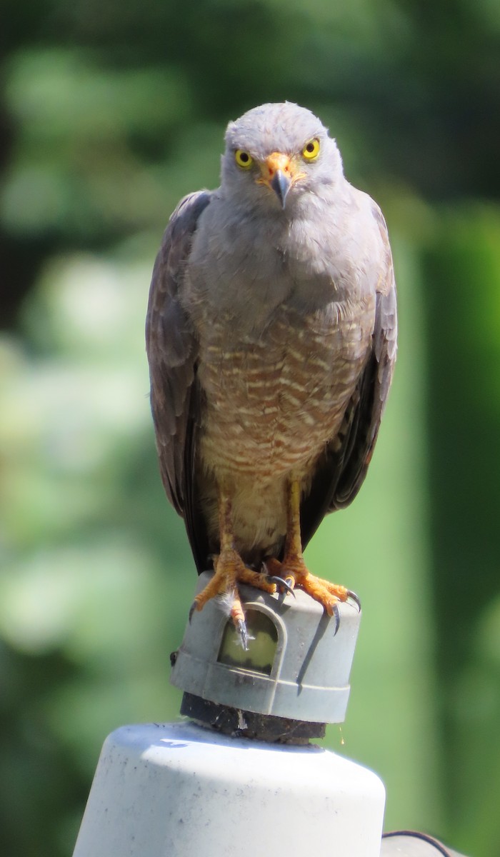 káně krahujová - ML645729890