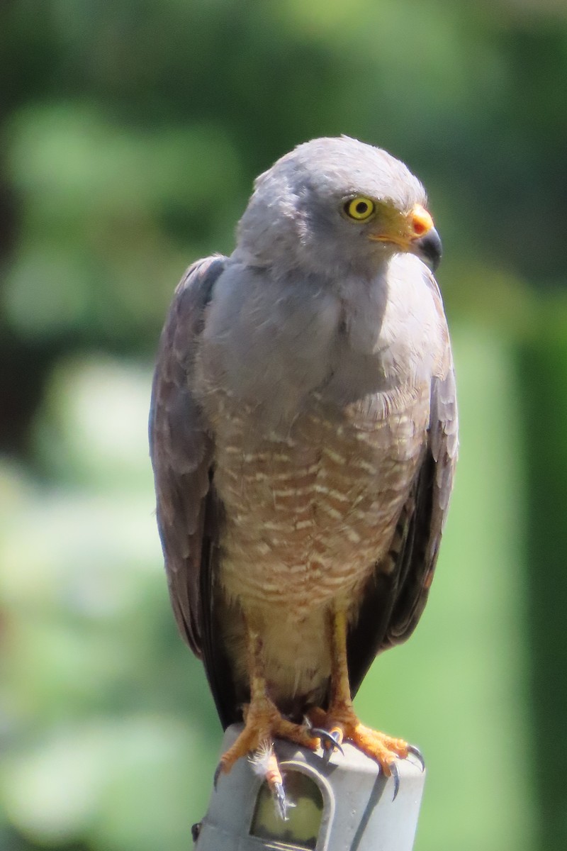 káně krahujová - ML645729891