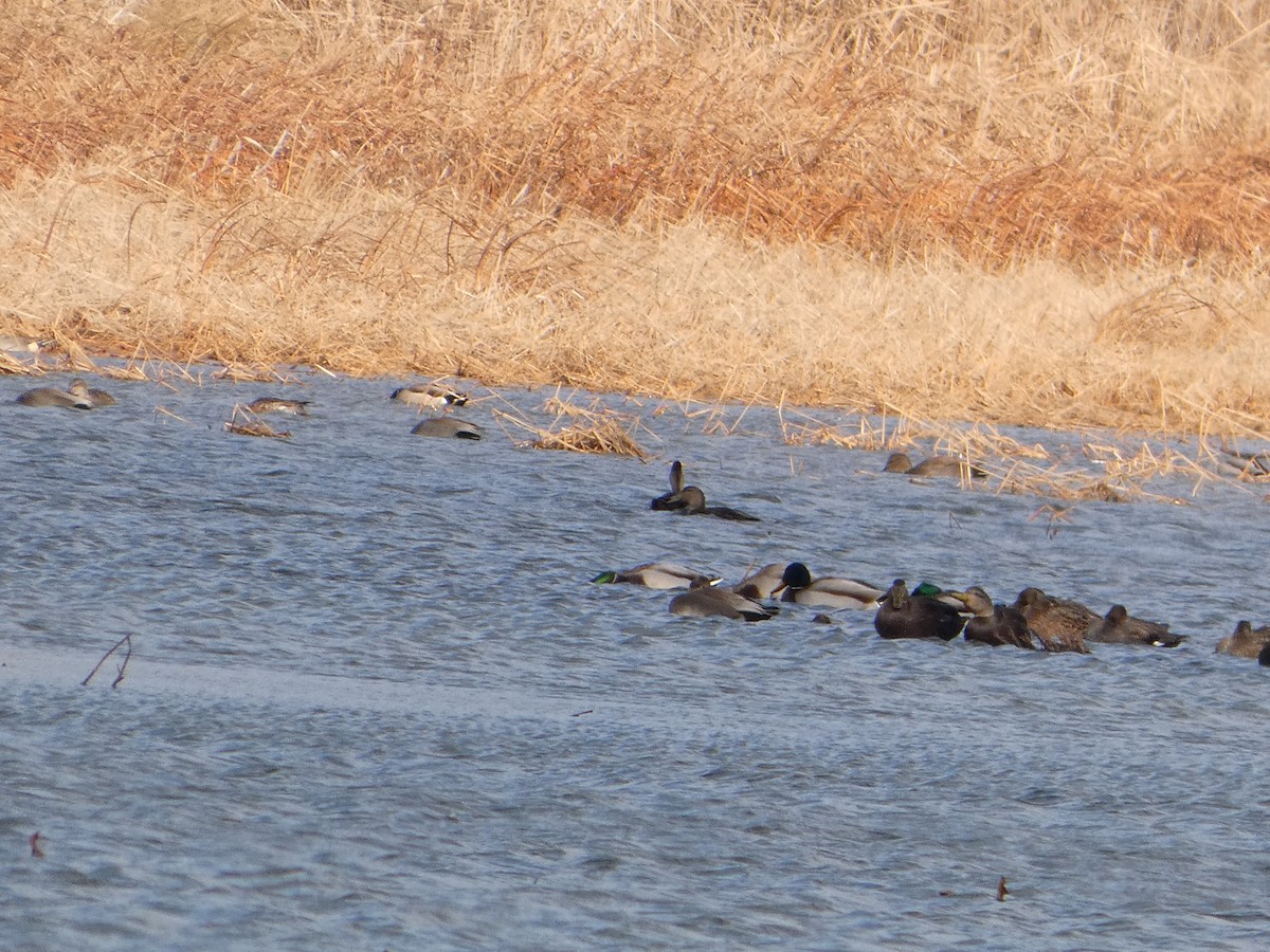 American Black Duck - ML645729892