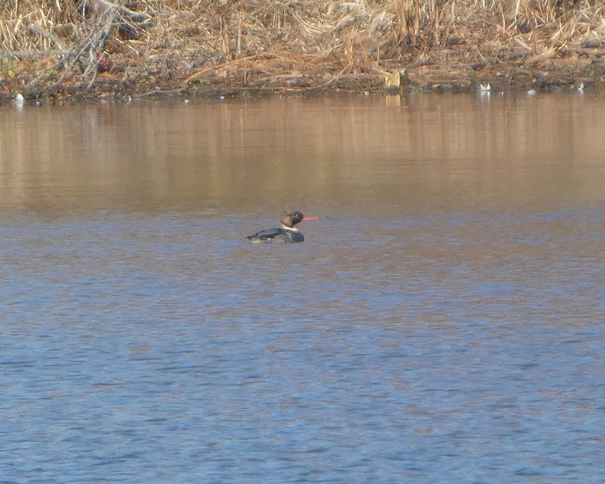 Red-breasted Merganser - ML645729893
