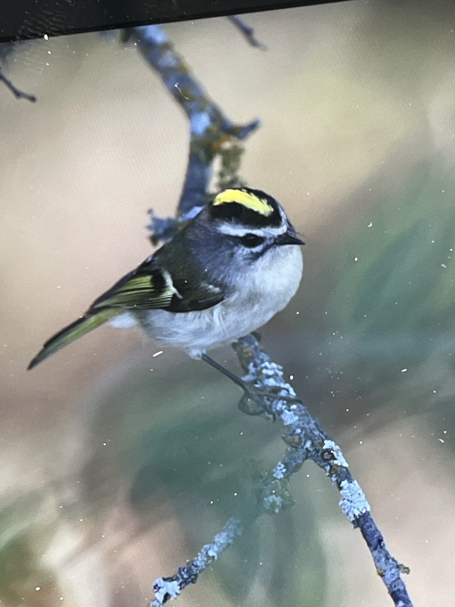 Golden-crowned Kinglet - ML645729897