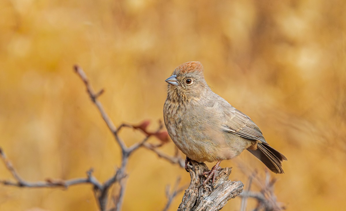 Canyon Towhee - ML645729907