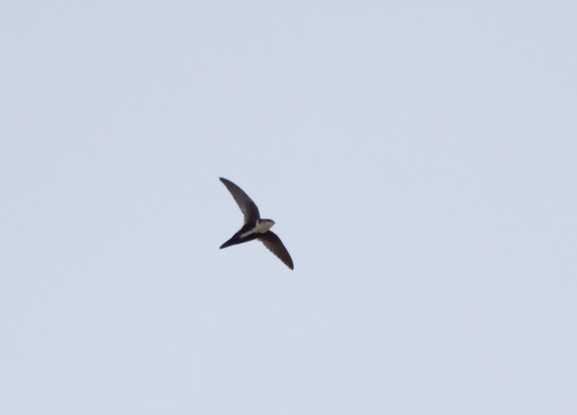 White-throated Swift - ML645729910