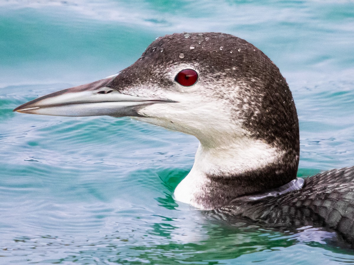 Common Loon - ML645729911