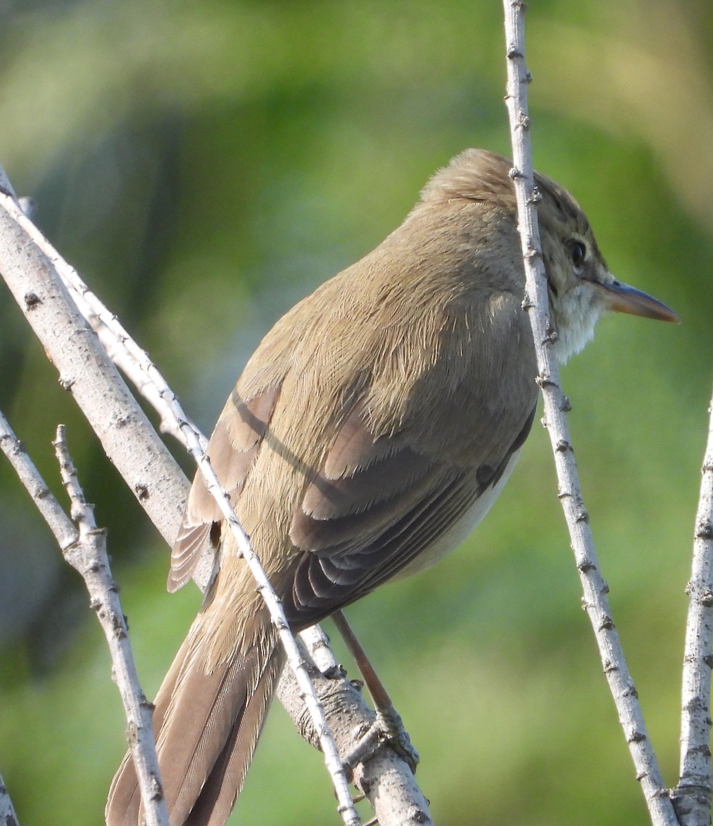 Lezkari zalapartaria - ML645729921