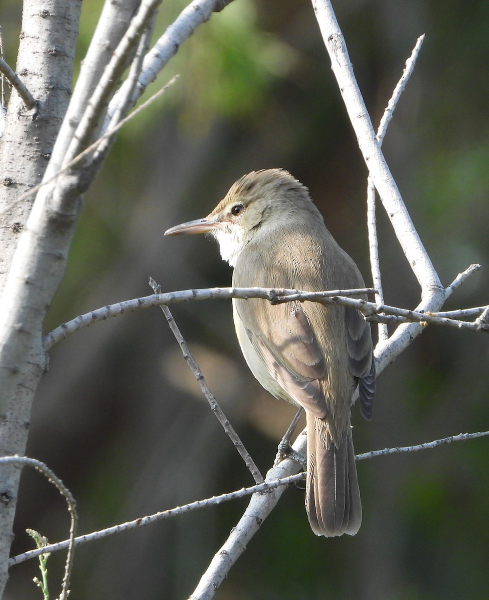 Lezkari zalapartaria - ML645729922