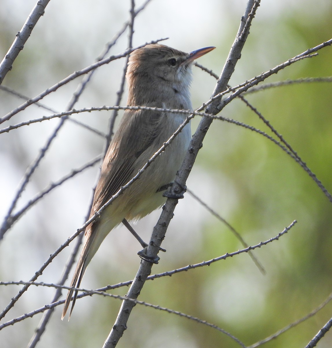 Lezkari zalapartaria - ML645729923