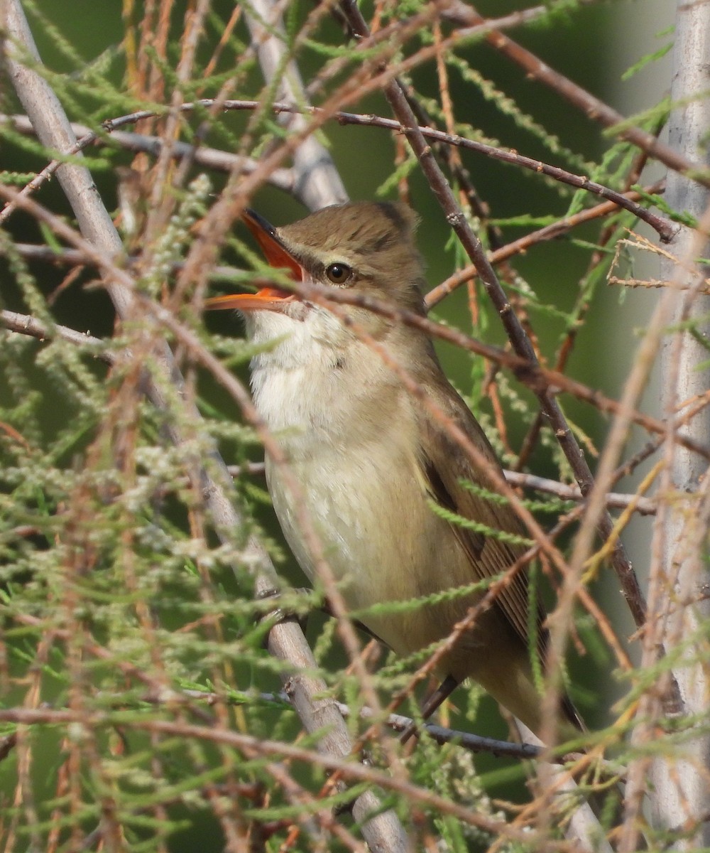 Lezkari zalapartaria - ML645729925