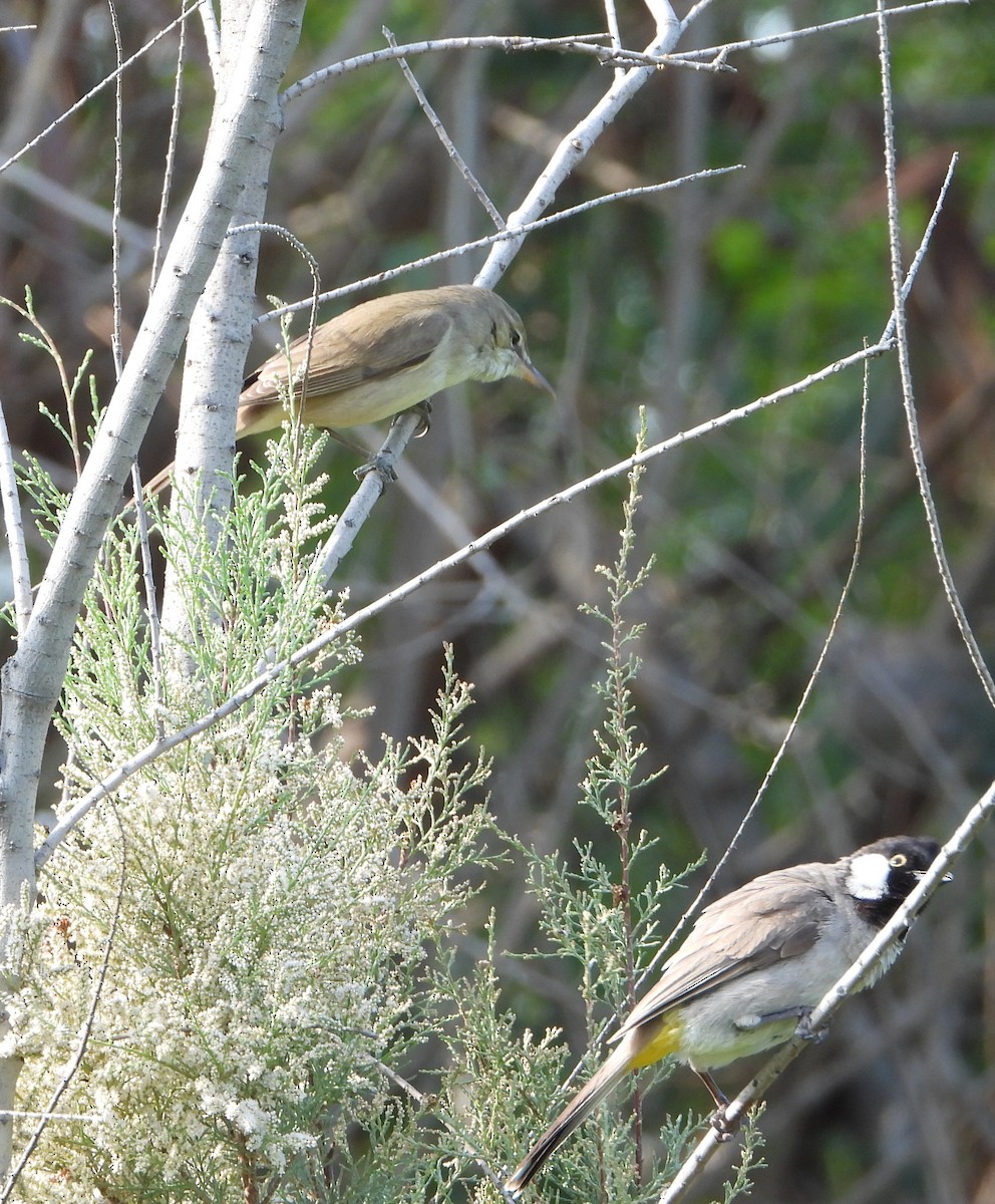 Lezkari zalapartaria - ML645729926