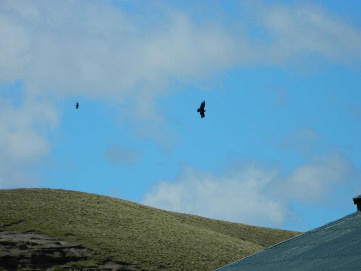 Cóndor Andino - ML645729930