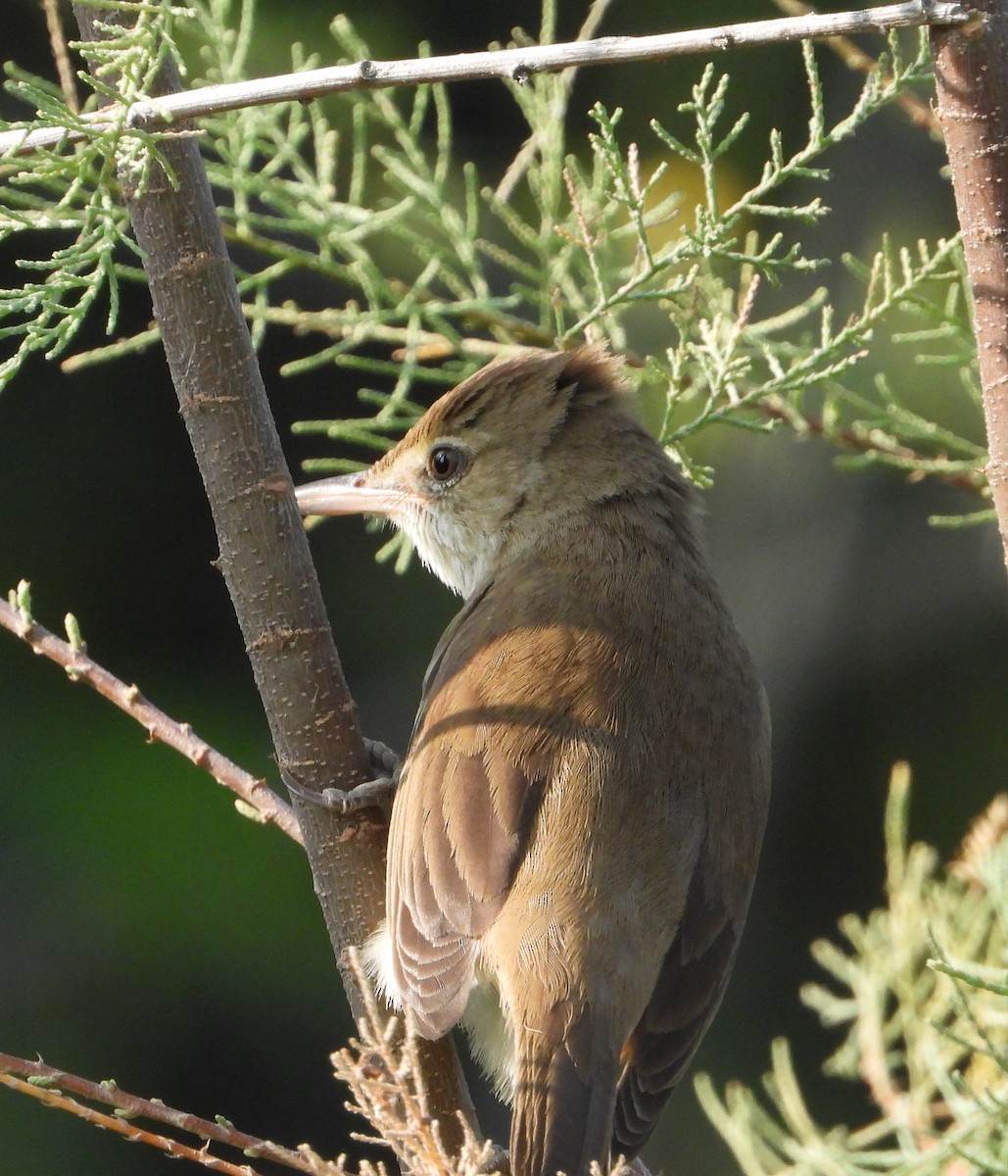 Lezkari zalapartaria - ML645729931