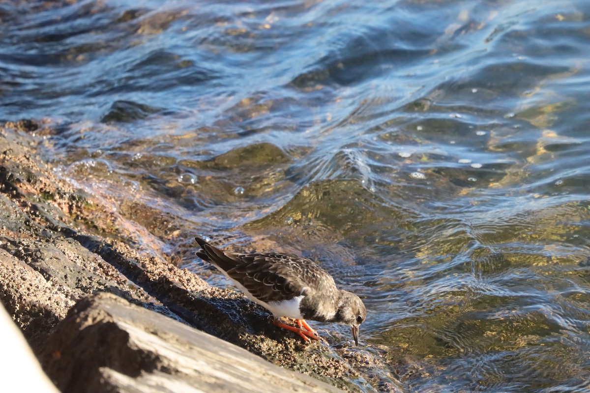 Vuelvepiedras Común - ML645729938