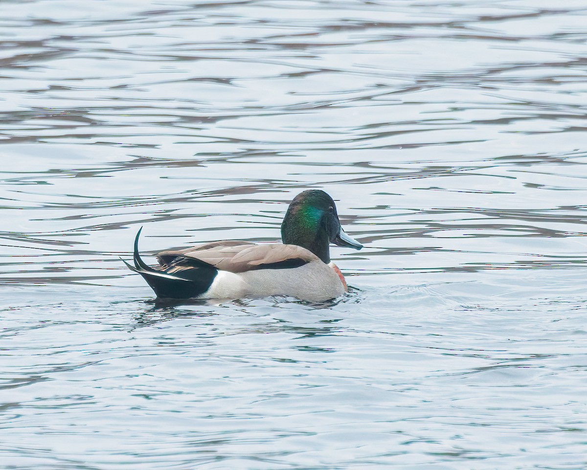 Кряква x Шилохвость (гибрид) - ML645729942