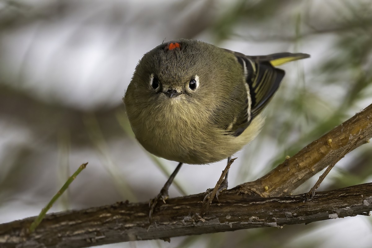 Ruby-crowned Kinglet - ML645729943