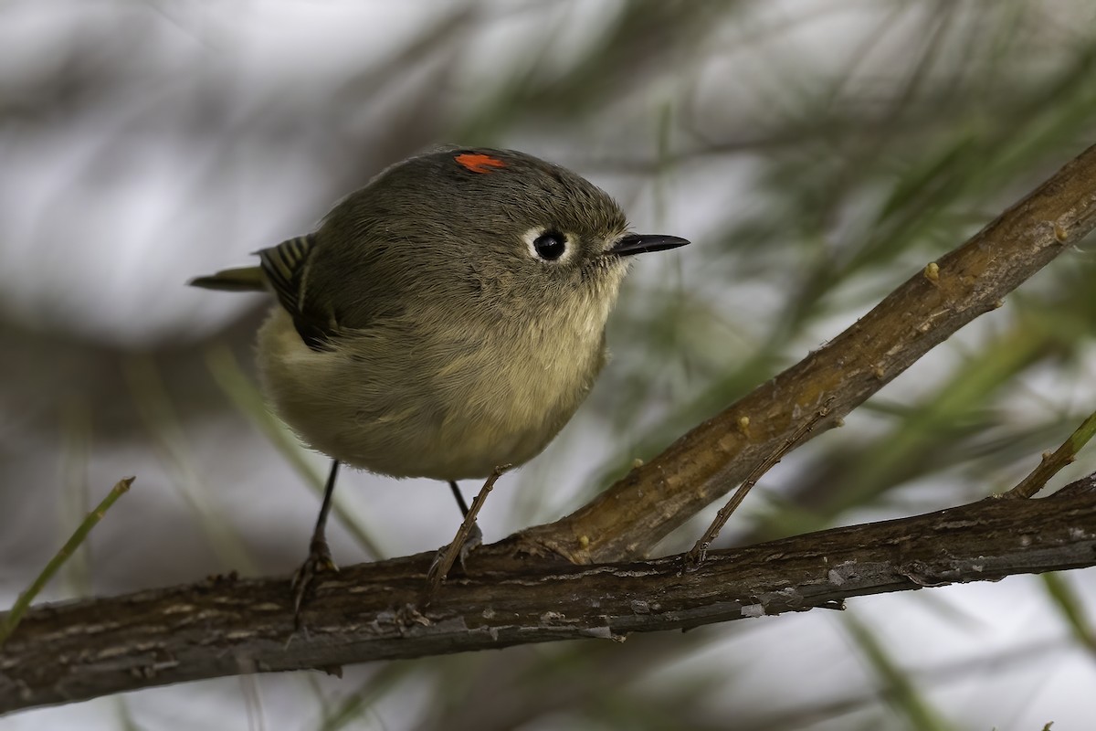 Ruby-crowned Kinglet - ML645729945