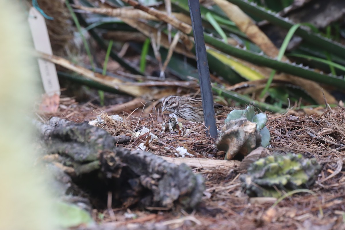 Chingolo Cantor - ML645729946