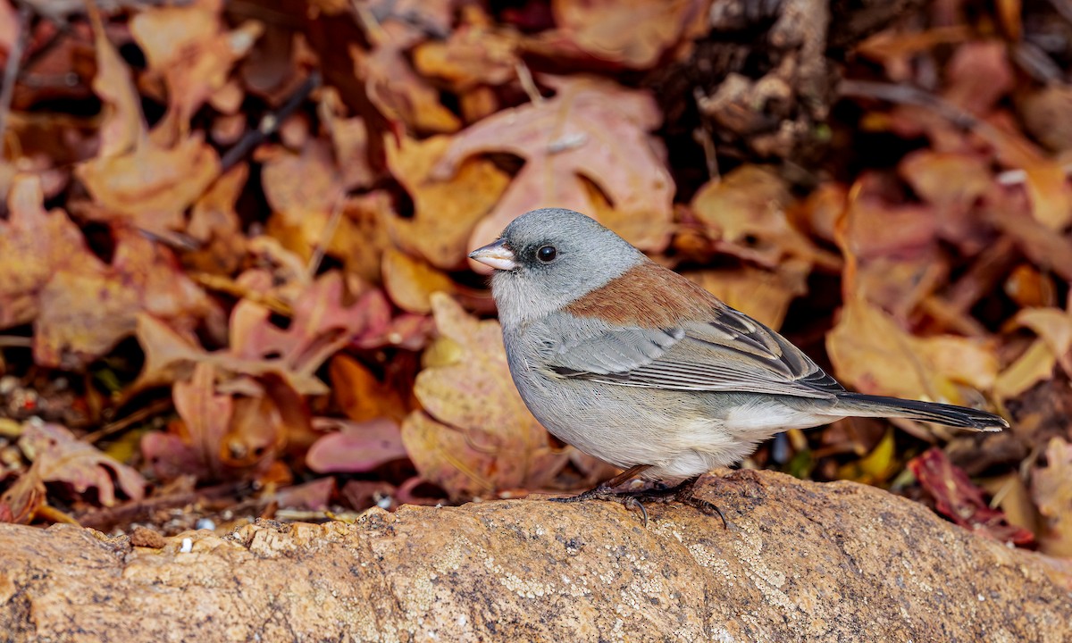Junco Ojioscuro (Cabecigrís) - ML645729948