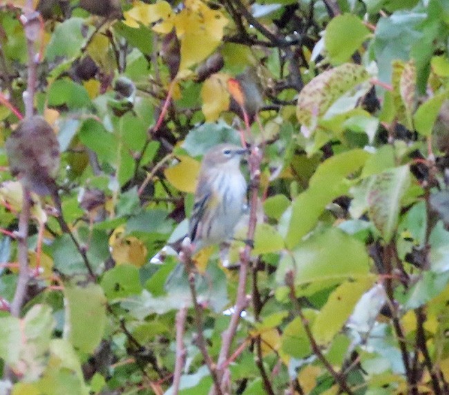 Reinita Coronada - ML645729949