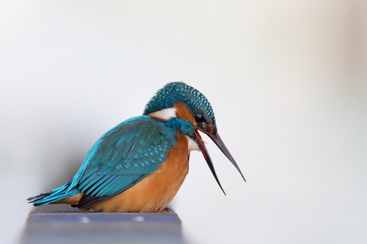 Martín Pescador Común - ML645729950