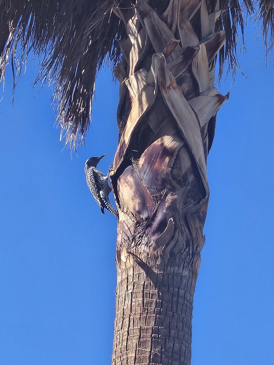 Carpintero Escapulario - ML645729961