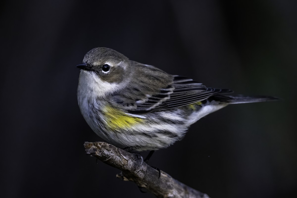 Yellow-rumped Warbler - ML645729962