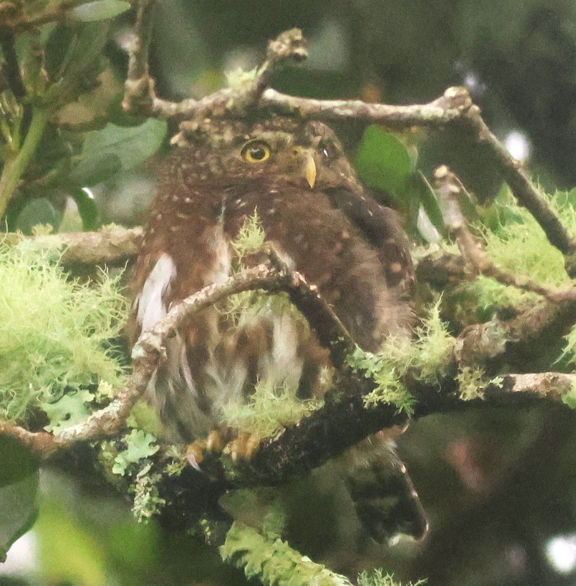 Mochuelo Costarricense - ML645729963