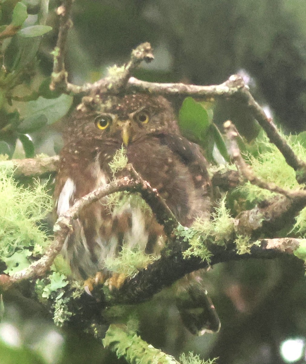 Mochuelo Costarricense - ML645729965