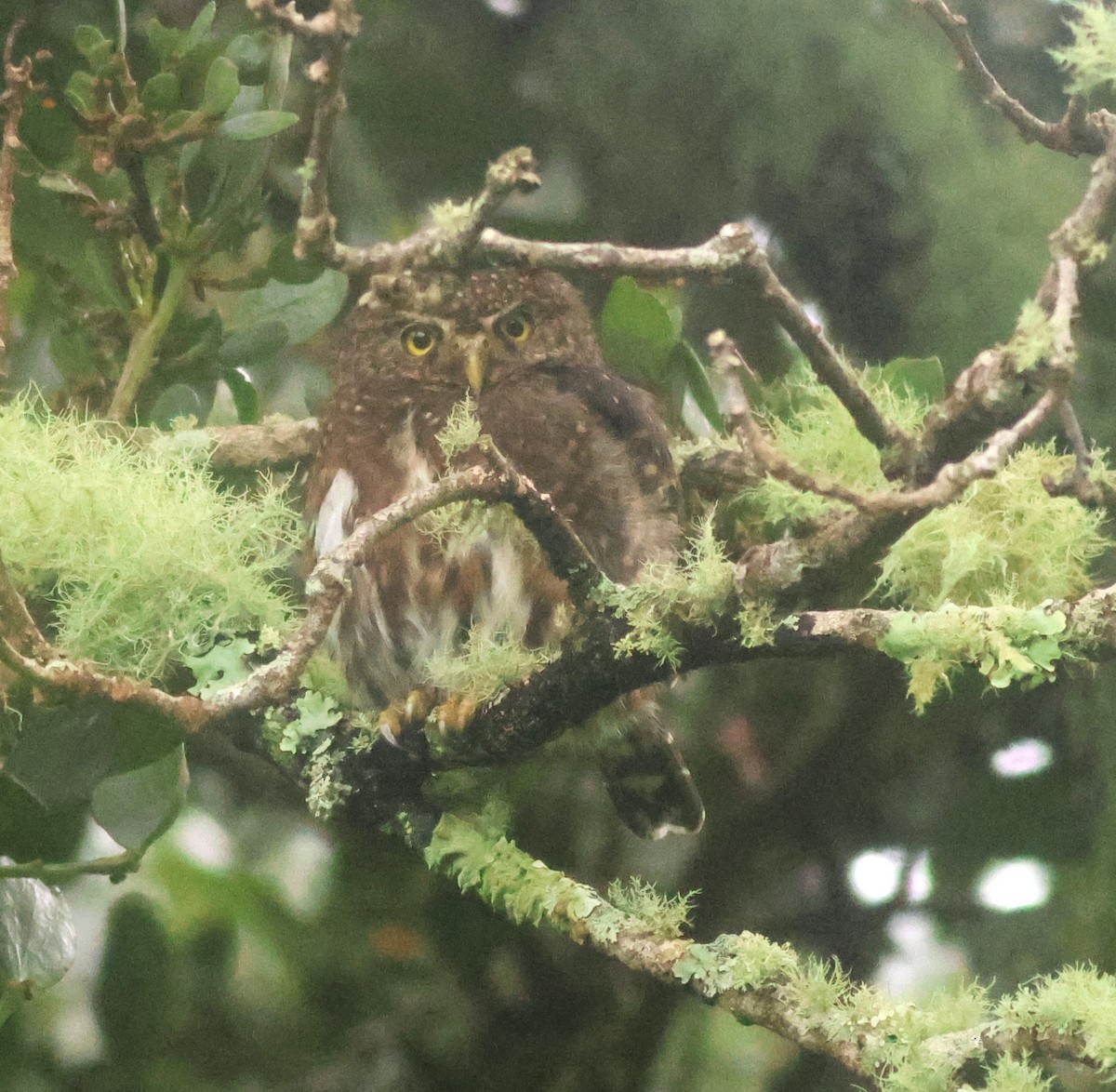 Mochuelo Costarricense - ML645729966