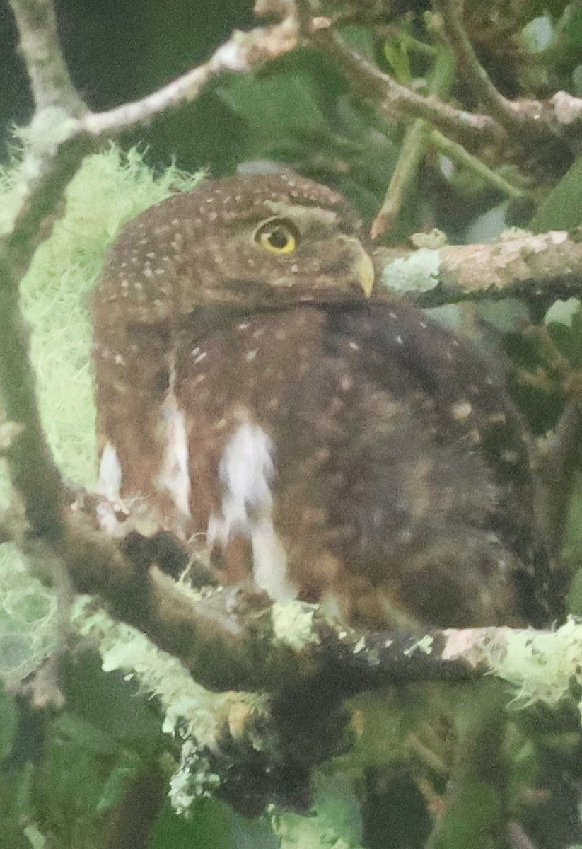 Mochuelo Costarricense - ML645729967