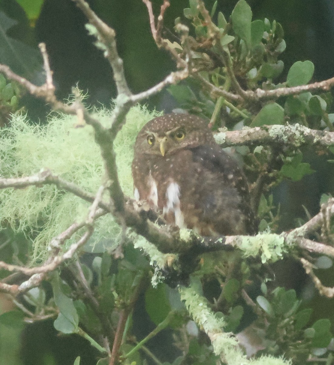 Mochuelo Costarricense - ML645729968