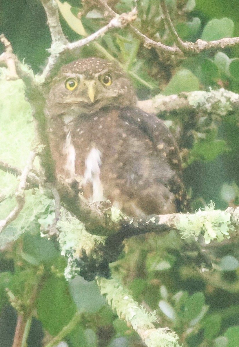 Mochuelo Costarricense - ML645729969