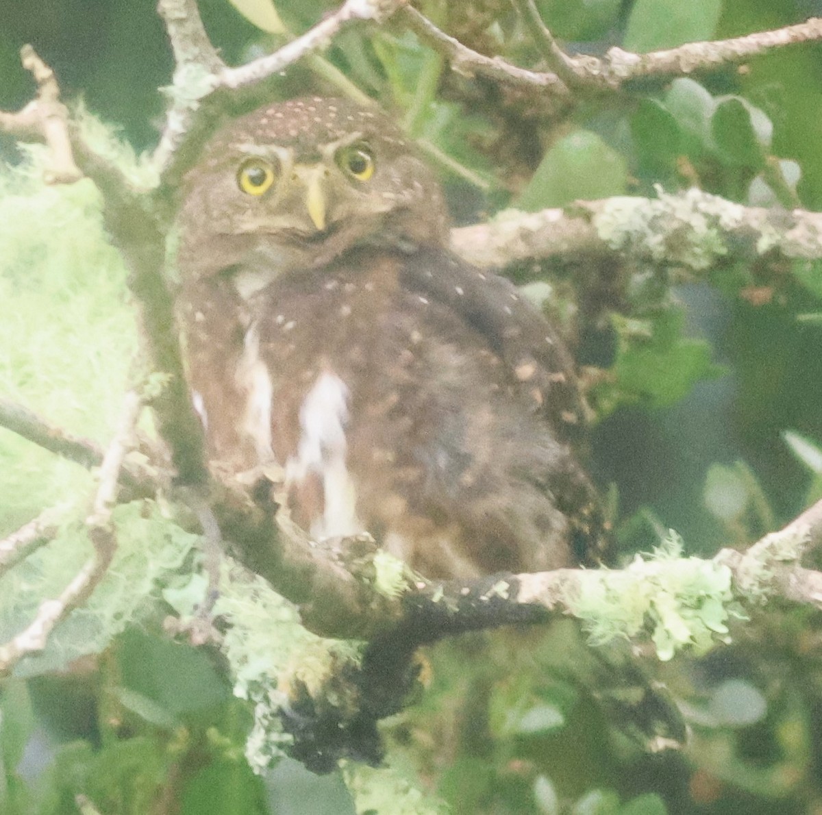 Mochuelo Costarricense - ML645729970