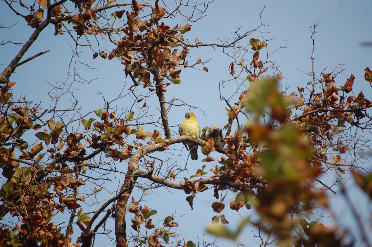 Vinago Patigualdo - ML645729971